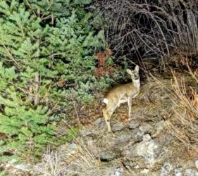 Het nachtleven van Thouraz